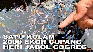 SATU KOLAM ISINYA 2000 EKOR IKAN CUPANG