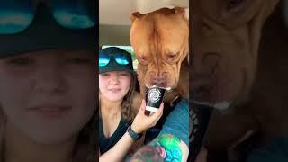 Vicious dog pup cup Saturday #dogbreed #xlbully #shortsvideo