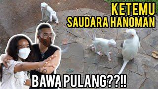 KETEMU TEMEN HANOMAN MONYET ALBINO RAKSASA DI ZOO FAUNALAND