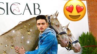 MOST EXPENSIVE SPANISH HORSES IN THE WORLD SICAB VLOG