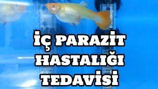 İç Parazit Hastalığı ve Tedavisi