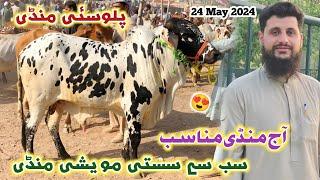 Palosi Mandi Peshawar New Updates 24 May 2024  Eid Ul Azha Sasti Maweshi Mandi  Izhar Ali Shah