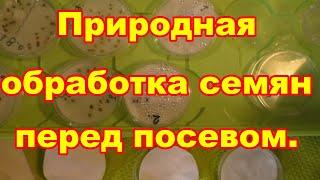 Лучшая обработка семян это как в природе плюс дополнительная для урожая и здоровья растений