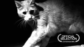 Lucentia - Official Selection Catdance 2016