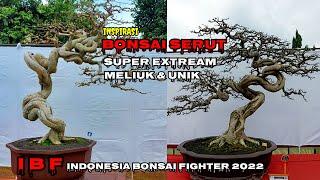 INSPIRASI BONSAI SERUT SUPER EXTREAMMELIUK & UNIK  INDONESIA BONSAI FIGHTER JEPARA 2022