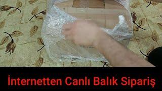 Canlıpetshop Sipariş  İnternetten Balık Sipariş  Kargo ile Balik siparişi 2 puffer fahaka