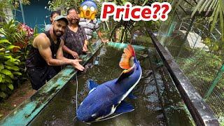 ദൈവമേ... 100 കിലോ ആകുന്ന മീനോ??  Bought Giant Redtail Catfish