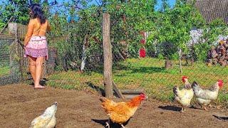 The farmers wife walks the chickens. The rooster has many chickens to entertain