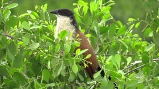 Burchells Coucal calling