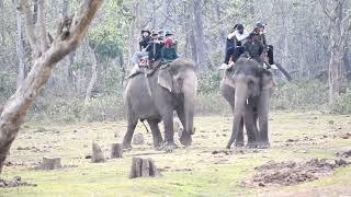 Elephant Safari In Chitwan Chitwan national park Chitwan National Park tours Nepal Wildlife tour