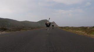 Cyclists chased by an ostrich. The funniest thing youll see today