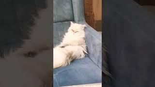 Kedi Videoları - Cat Videos - Flafy Bu Nasıl Bir Oturuş İnsanmısın Sen  Rahatlığa Bak 