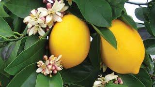 متي تزهر شجرة الليمون و ما أسباب تساقط أزهار الليمون