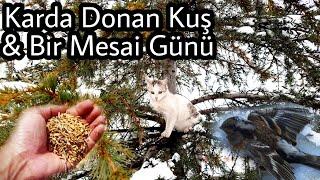 Bir Mesai Günü - Kuş Kardan Şehre indi ve Kuş Soğuktan Dondu. Kuşlar için yem bıraktık