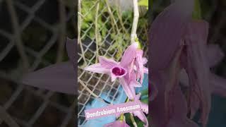 Bunga Anggrek Dendrobium Anosmum ● Species Orchid from Papua #orchid #anggrek