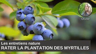 Les entretiens nature  comment louper la plantation son myrtillier ?