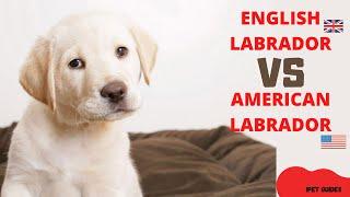 English Labrador vs American Labrador  What’s The Difference?