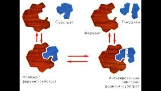 Ферменты