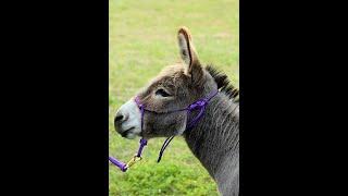 How To Put A Rope Halter On A Donkey