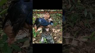 LANGKA_AYAM HUTAN PALING MAHALL #burung