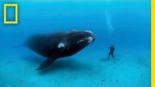 Diving with Whales  Nat Geo Live