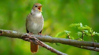 Nightingale singing  The best bird song in the world  Luscinia megarhynchos