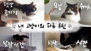 은근 이것저것 하느라 바쁜 고양이 새삼이의 하루 루틴 ‍⬛