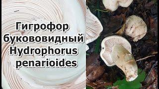 Гигрофор букововидный Hydrophorus penarioides Описание Съедобность Видео определитель