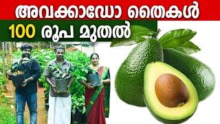 അവക്കാഡോ AVOCADO തൈകള്‍ 100 രൂപ മുതല്‍  കേരളത്തിലെ ഏറ്റവും വലിയ അവക്കാഡോ നഴ്സറി  EXOTIC PLANTS