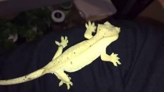 CUTEST CRESTED GECKO JUMP