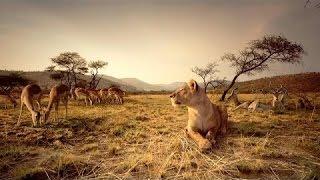 Nat Geo WIld Wildlife of AFRICA Documentary HD