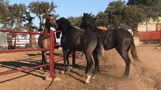 Potros jóvenes rivalizando ante potra joven.mare in heat.Horses in love.Horse mating.caballo y yegua