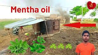 mentha oil kese nikala jata hai  Mentha oil extraction process मेंथा आयल की आसवन विधि