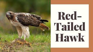 All About The Red Tailed Hawk