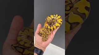 TINY Ball Python Hatchling vs Normal Hatchling #ballpython #reptiles #animals #pets #babyanimals