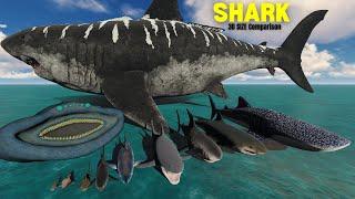 Sharks Size Comparison 3D Animation  The Megalodon in comparison with El Gran Maja Monster ??