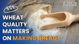 How Flour Is Produced in a Mill?