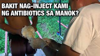 BAKIT NAG-INJECT KAMI NG ANTIBIOTICS SA MGA MANOK?