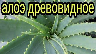 Алоэ. Как и где применяется Алоэ. Полезные свойства и противопоказания. Домашняя аптека. Косметолог.