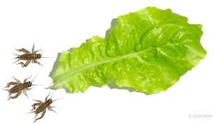 Crickets vs Salad Timelapse