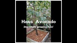 Maximize Your Avocado Harvest Three important Tips for Home Growers