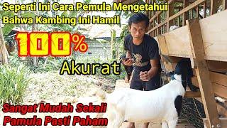 Ciri Ciri Kambing Hamil Berikut 3 Ekor Kambing Hamil Yang Berbeda