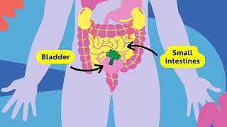 medical institution educational video 1 the digestive system