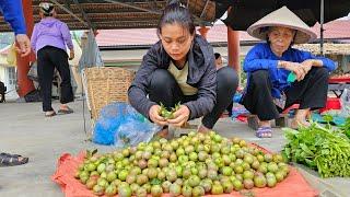 Harvesting Tam Hoa plums at the beginning of the season to sell