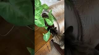 cat chomping on my plant