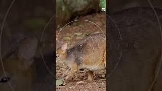 Quick Pademelon Facts - The Smallest Kangaroo - Animal a Day #shorts #animals