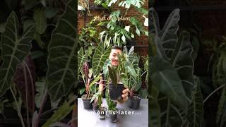 Alocasia Amazonica Care and Propagation