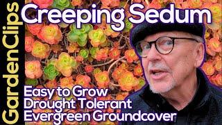 Creeping Sedum - A low growing Sedum groundcover - Stonecrop Plant - Drought tolerant succulent