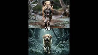 African wild dog vs labrador vs Rottweiler Husky German Shepherd Battle.