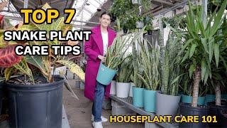 Top 7 Snake Plant Care Tips - Watering Repotting Soil Fertilizing & More - Houseplant Care 101